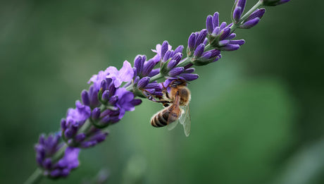 Why Organic Food Matters: A Return to Natural Farming