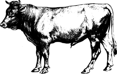 Beef Seasonings - Flavor Seed