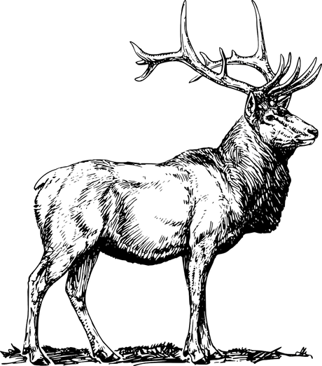 Lamb & Wild Game - Flavor Seed